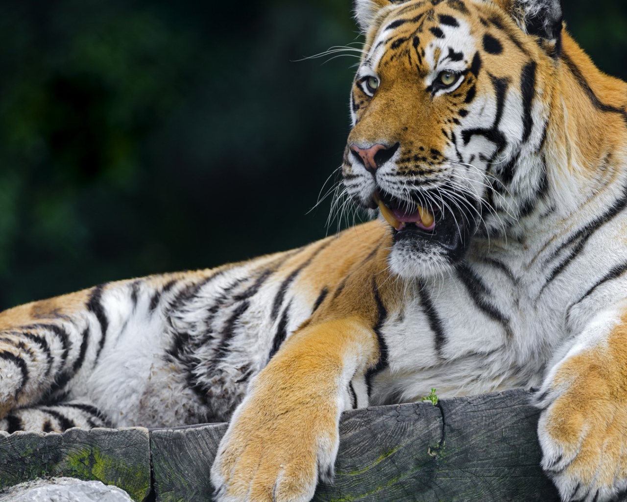 Тигр отдыхает на помосте