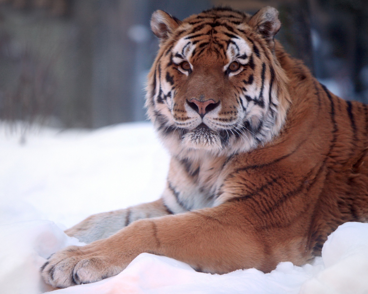 Тигр в снегу
