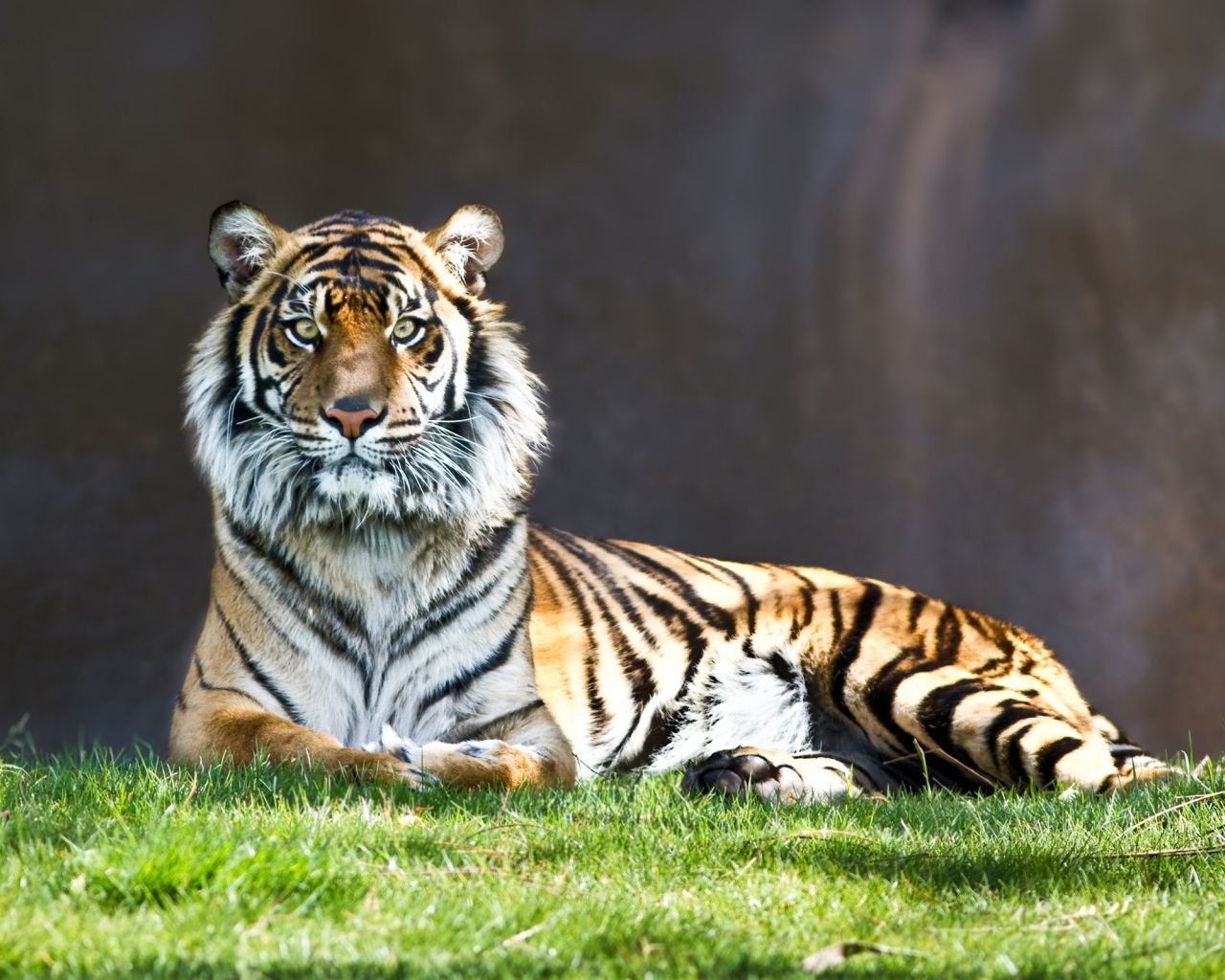 Тигр на старте 