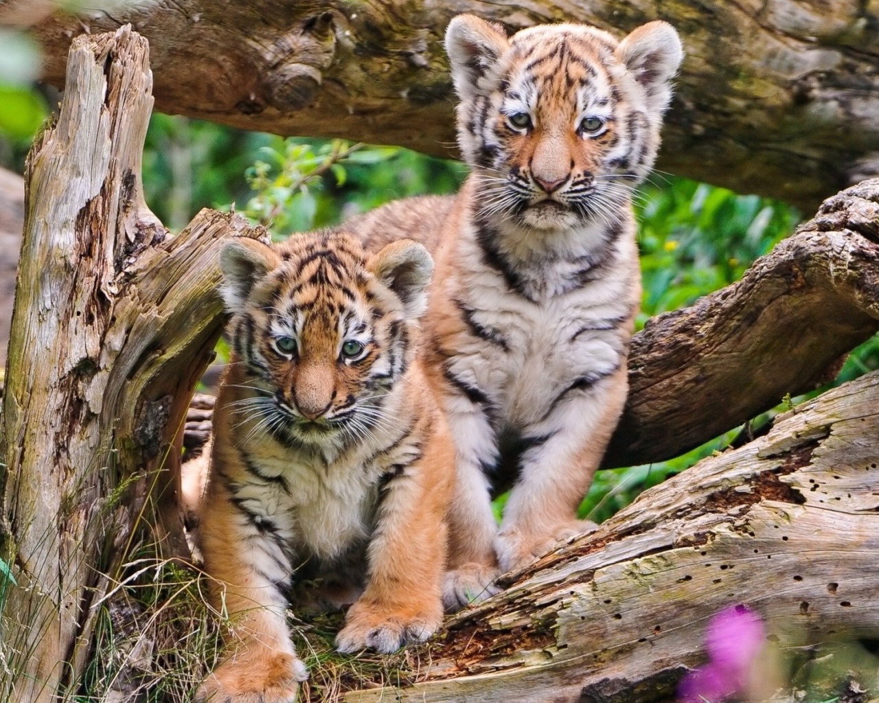 Два тигренка