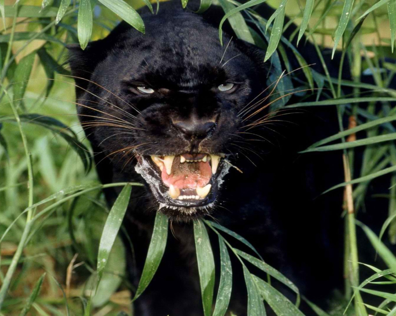 Взгляд черной пантеры