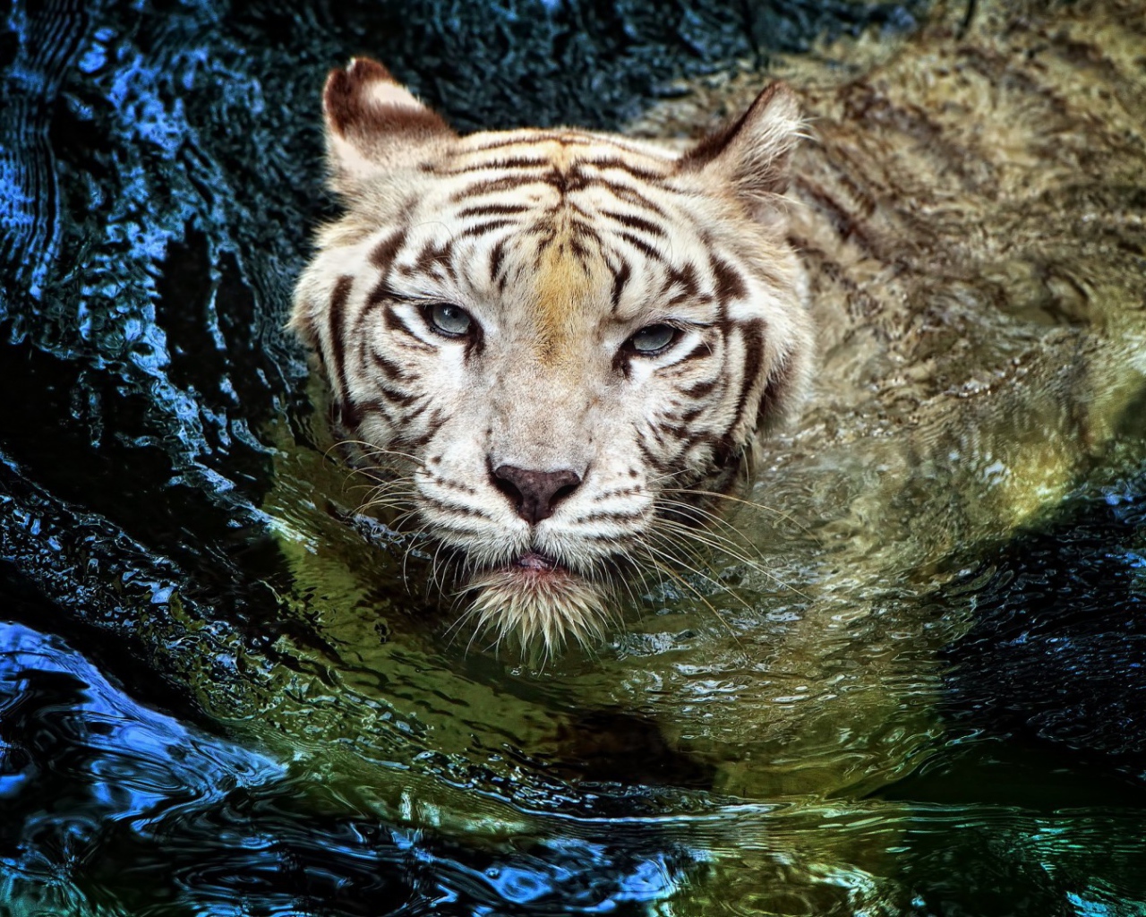 Белый тигр в воде