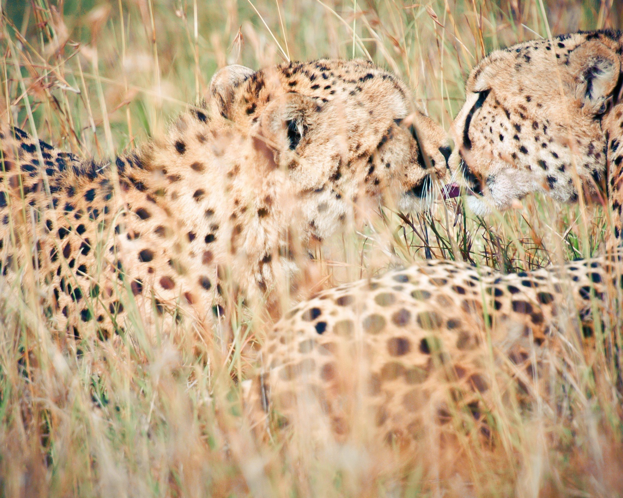 Дикий поцелуй