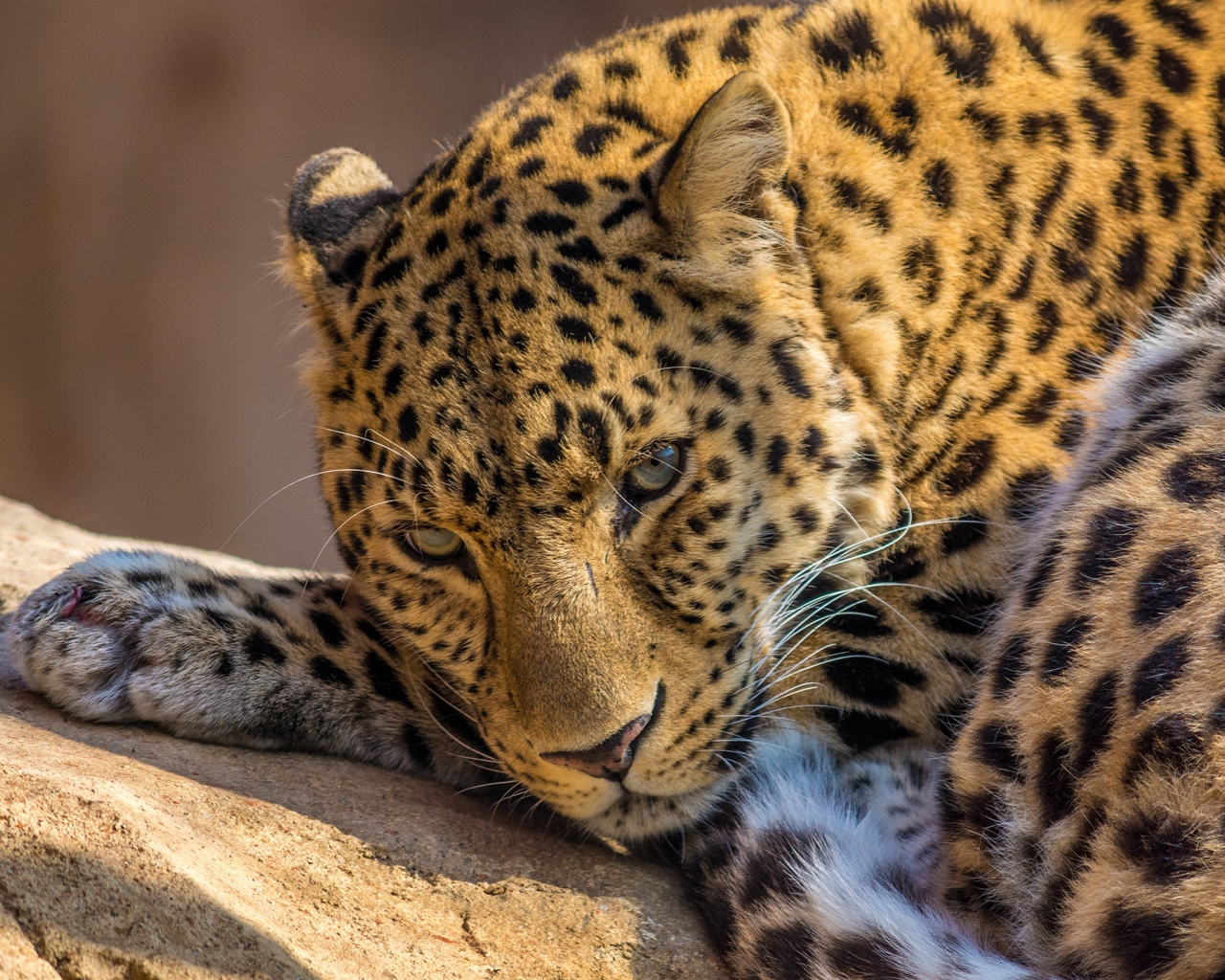 Леопард в зоопарке 