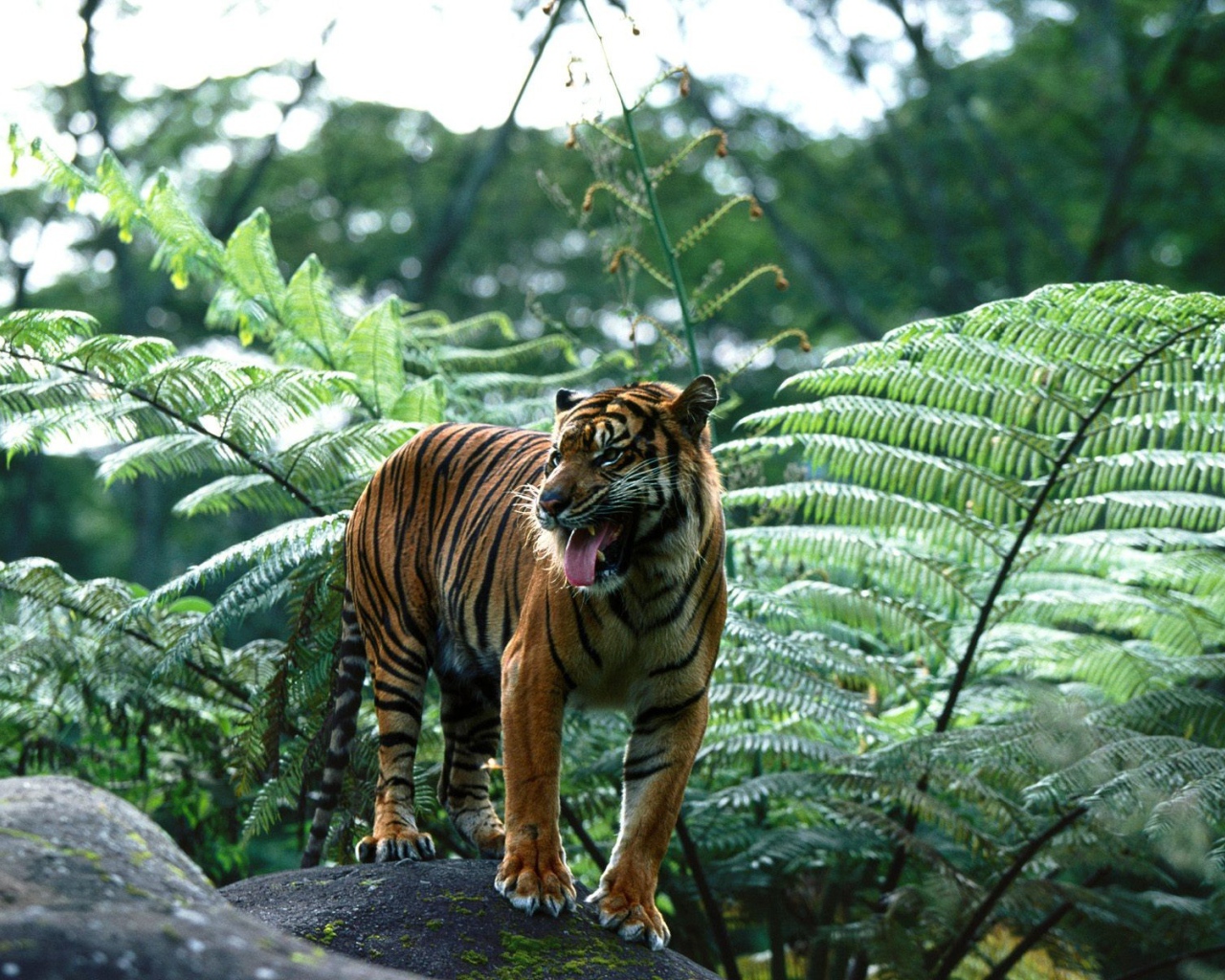 Индийский тигр