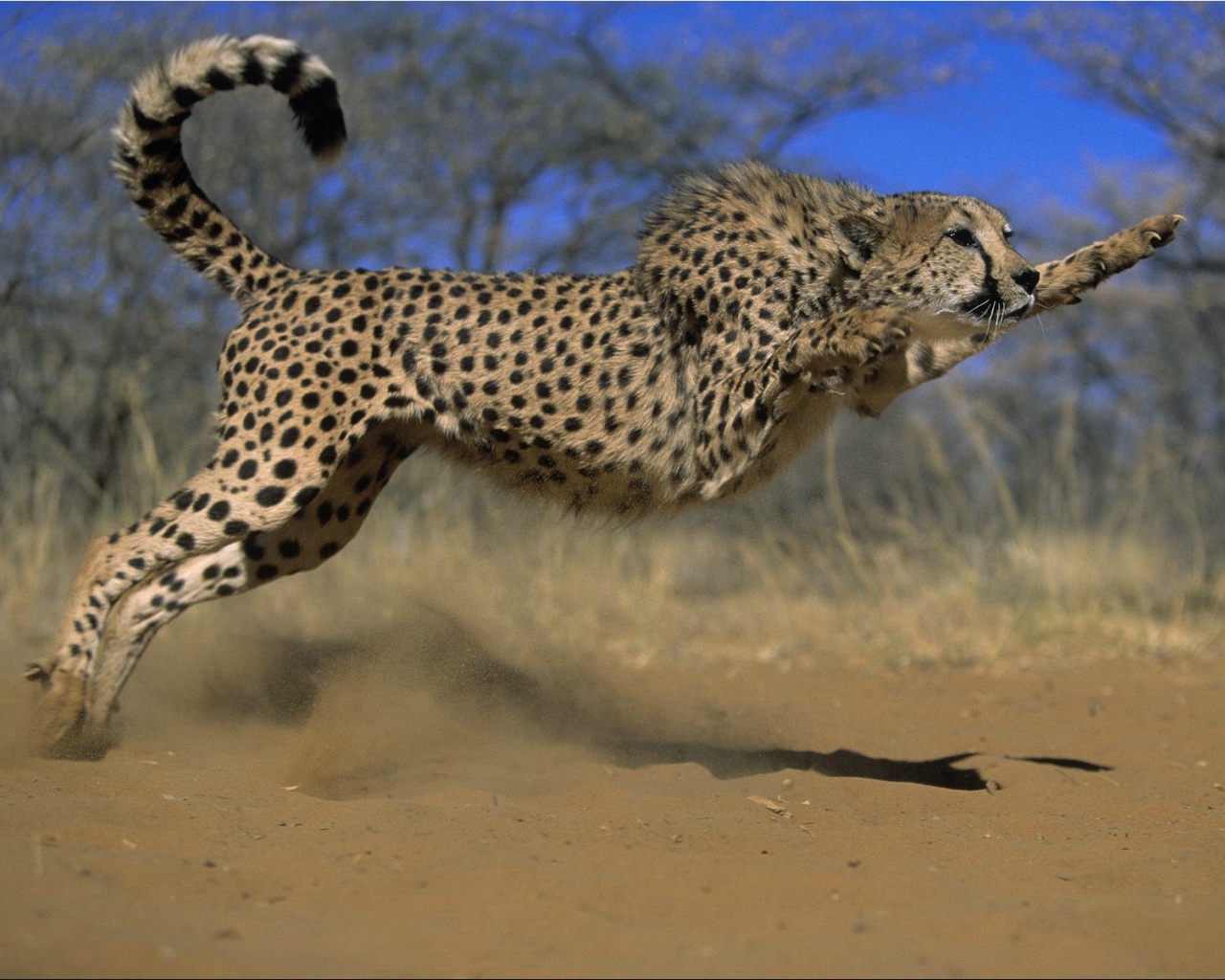 Прыжок гепарда