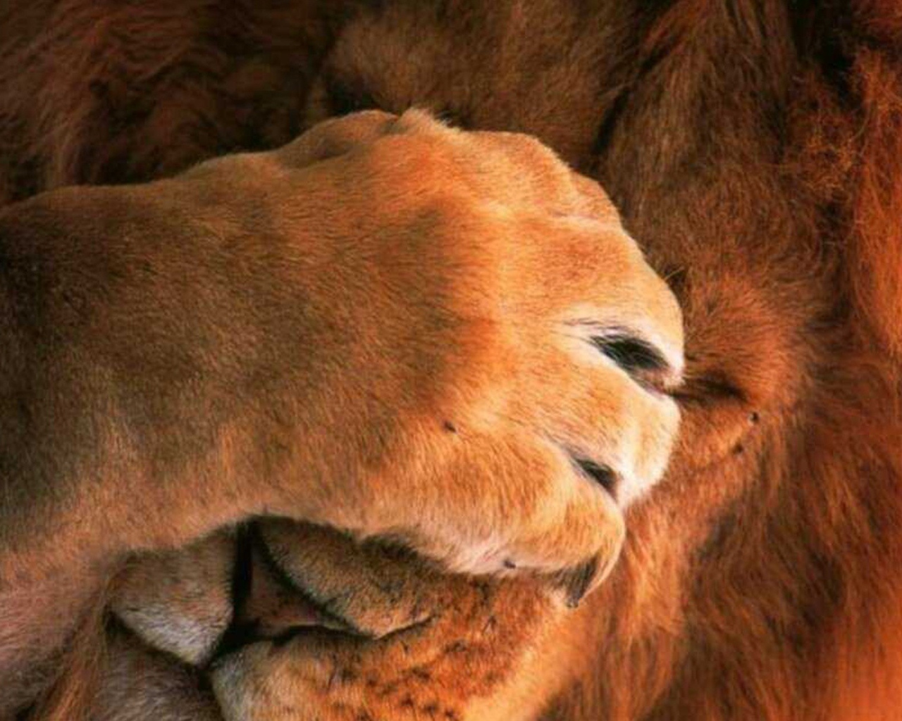 Лев закрыл глаза лапой