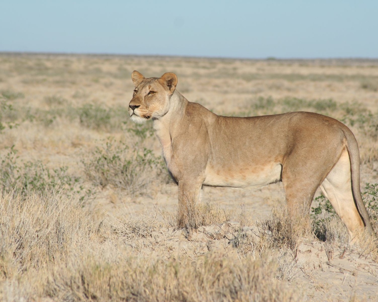 Львица вышла на охоту