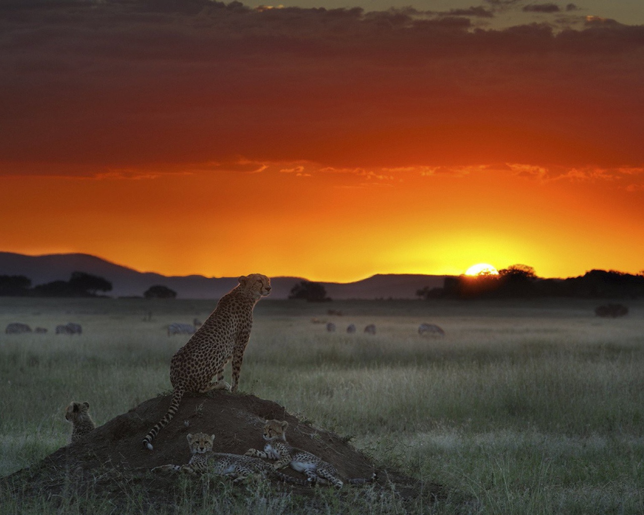 Гепард высматривает добычу
