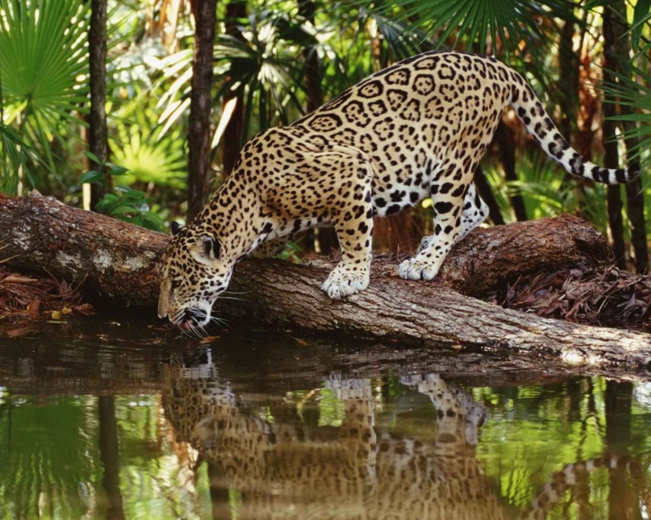 Ягуар на водопое