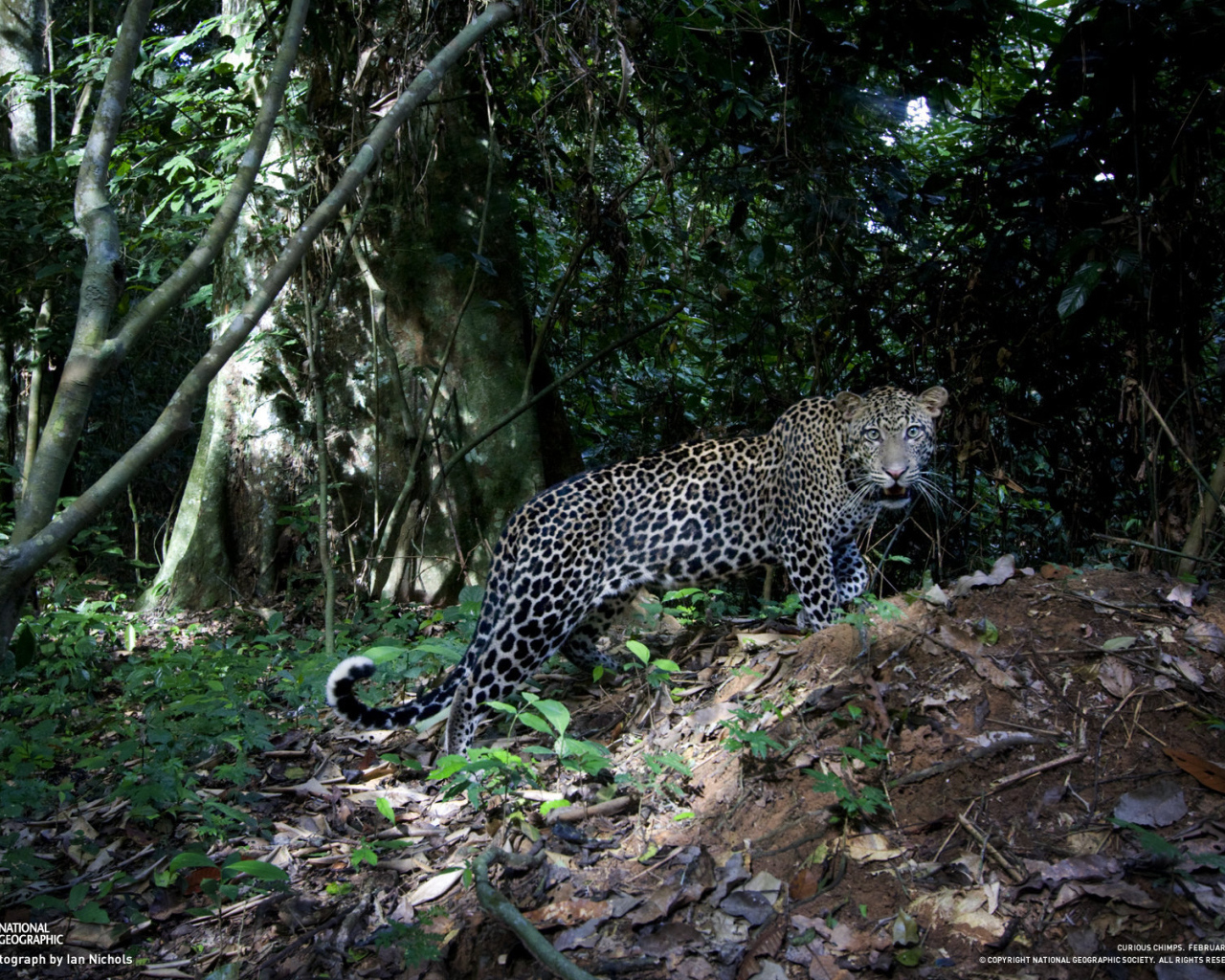 Леопард на природе