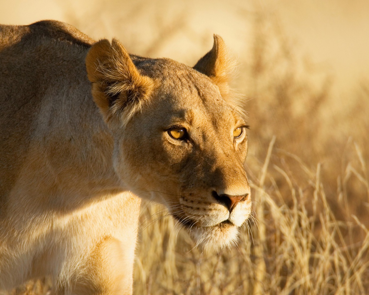 Лев крадется к добыче