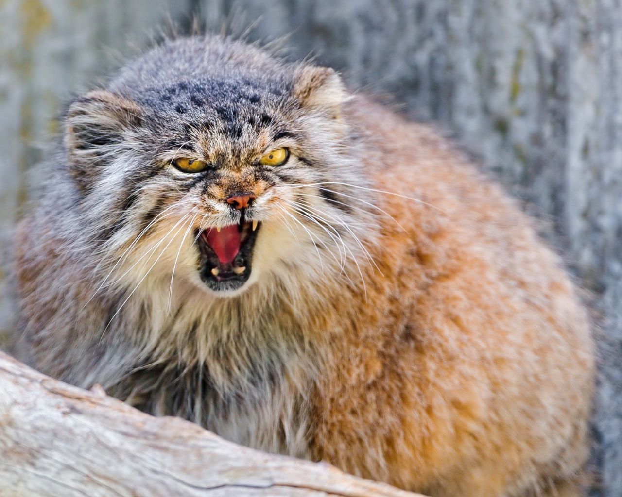 Манул в угрожающей позе