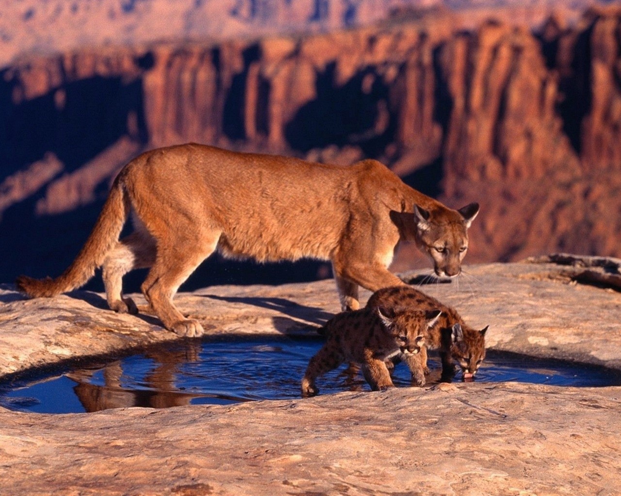 Пума с котятами