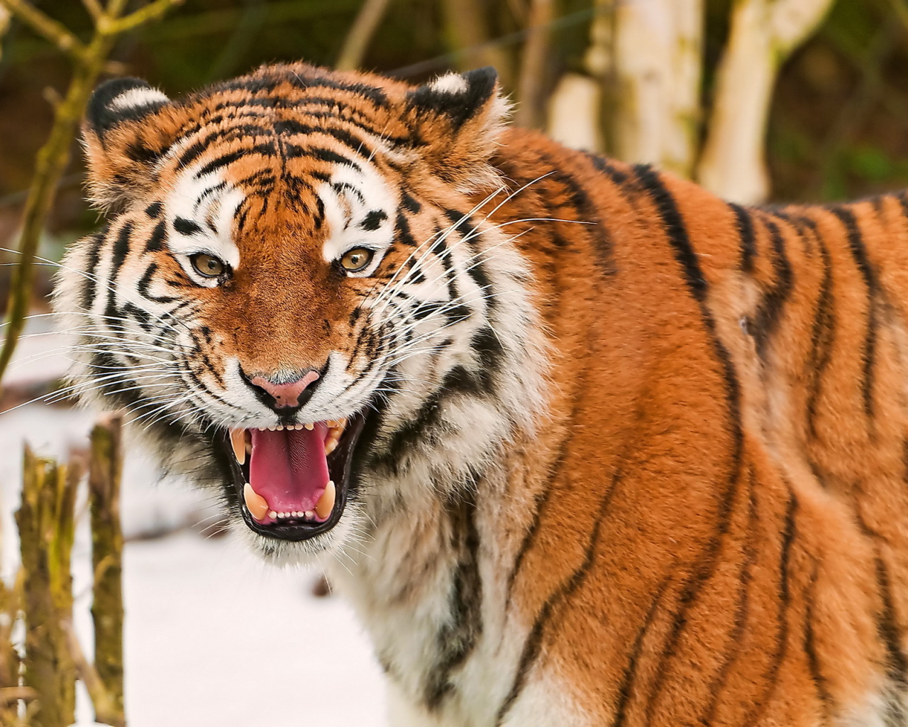 Амурский тигр рычит