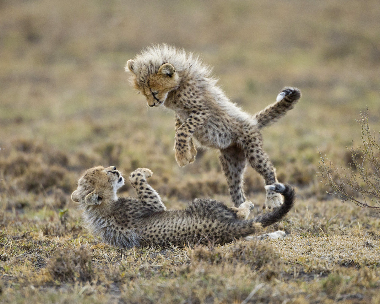 Детеныши гепарда