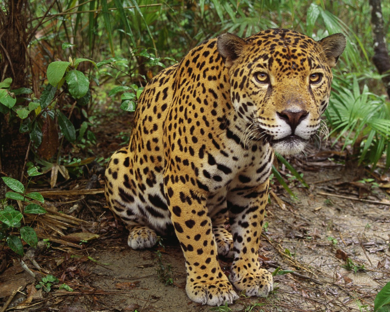 Леопард приготовился к прыжку