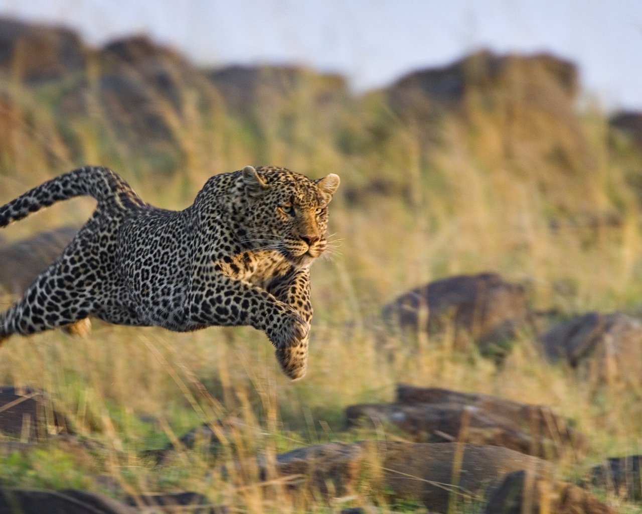 Леопард в прыжке
