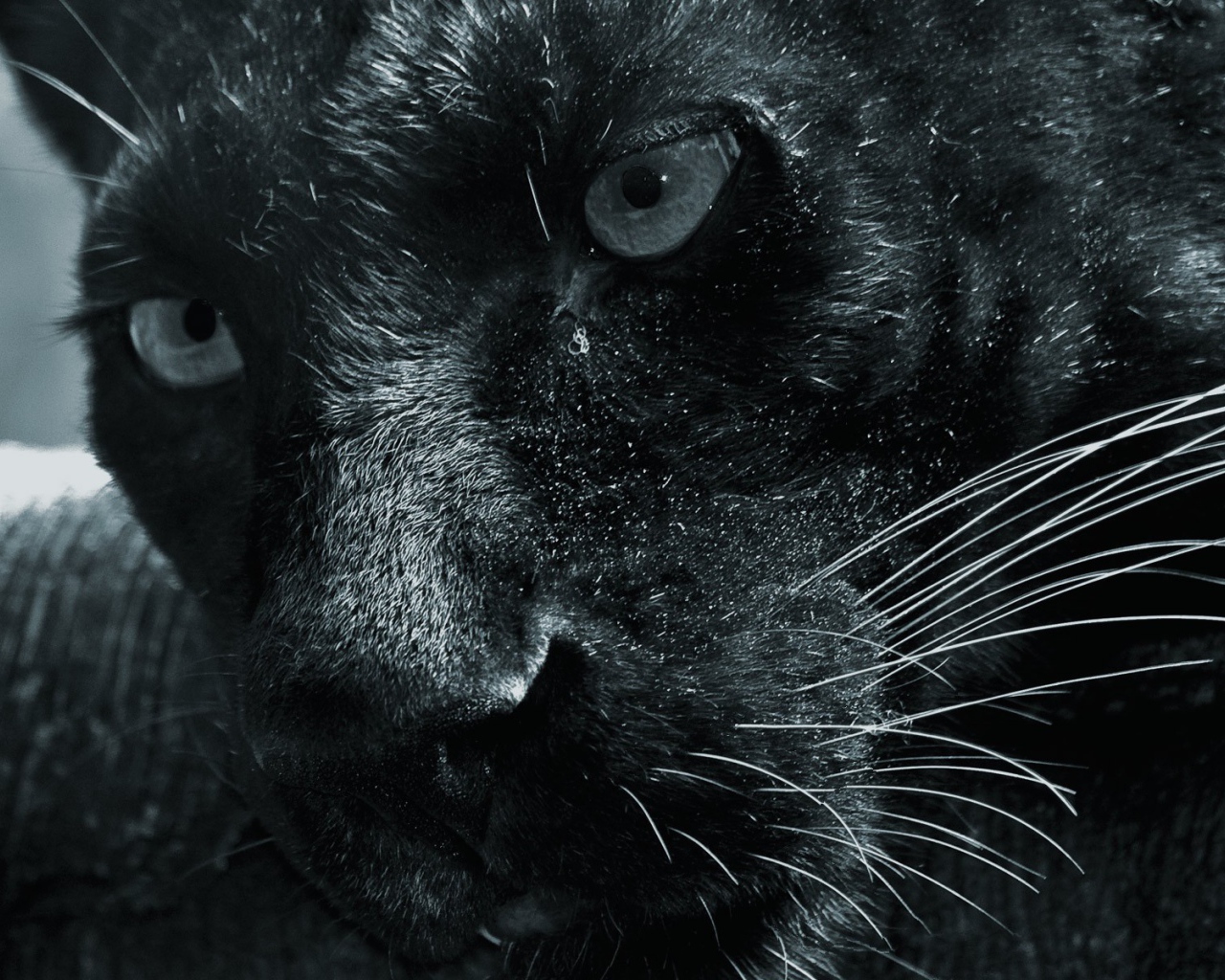 Морда черной пантеры