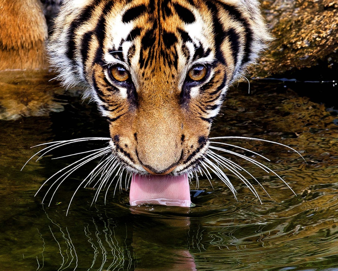 Тигр пьет воду