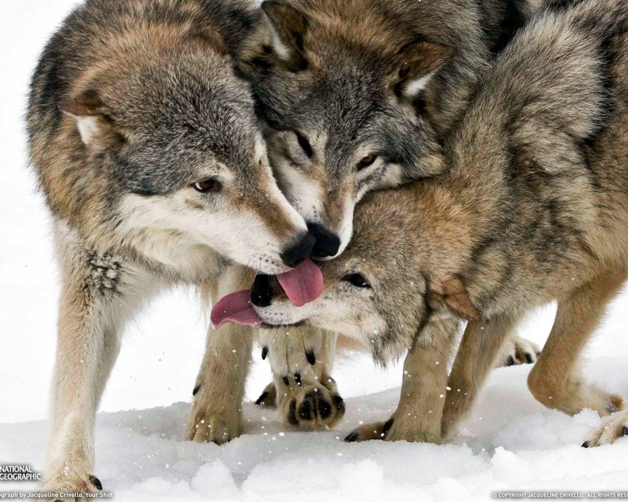 Общение волков