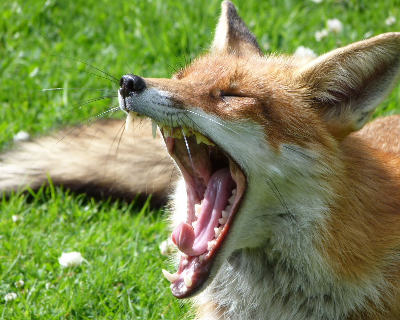 Fox is lying on the grass and yawns