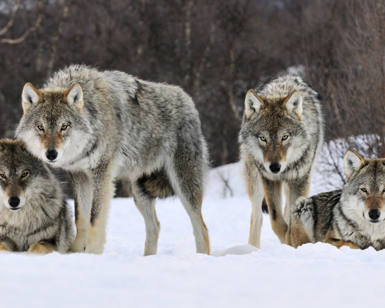 Волки в Норвегии