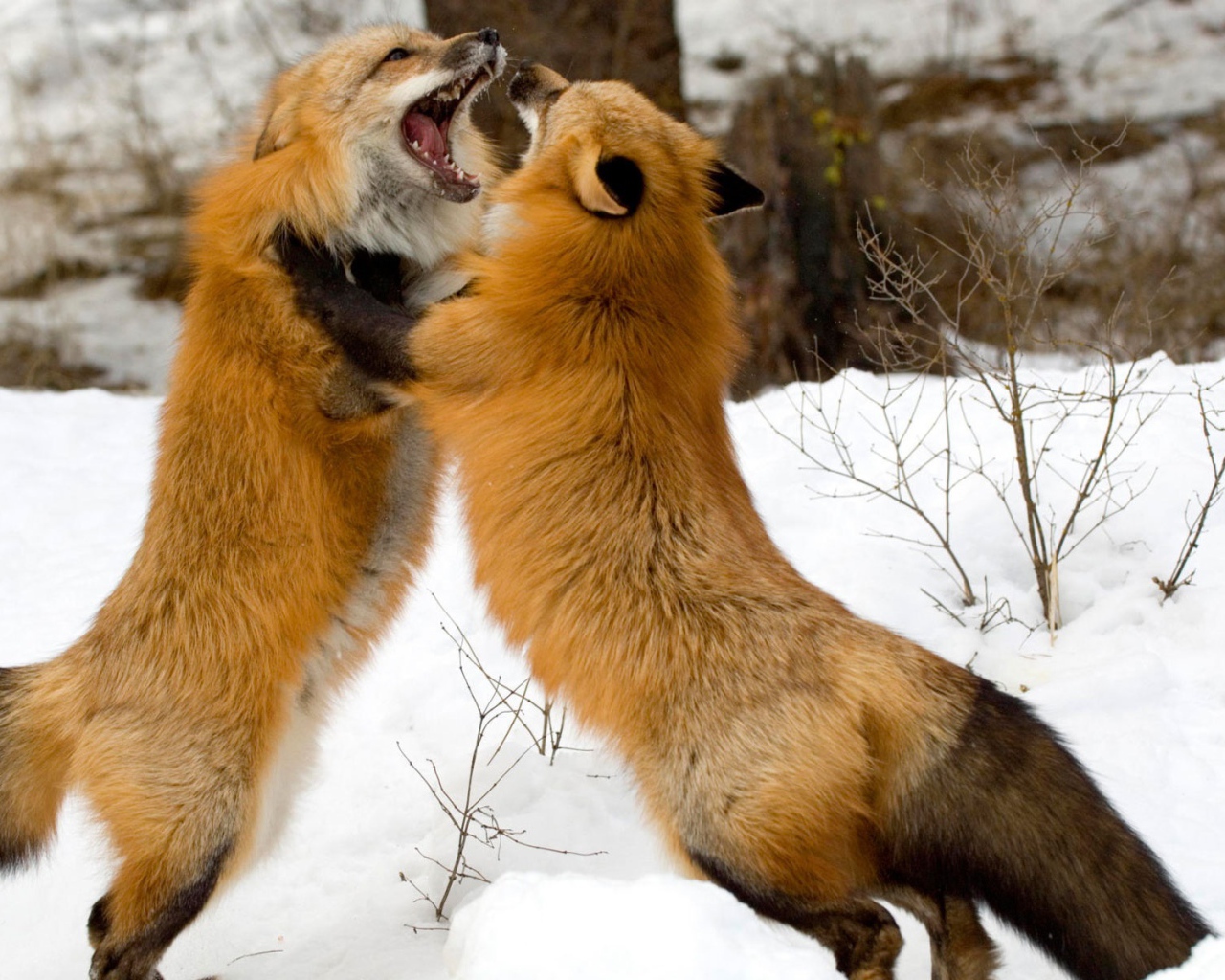 Красные лисы из Монтаны 