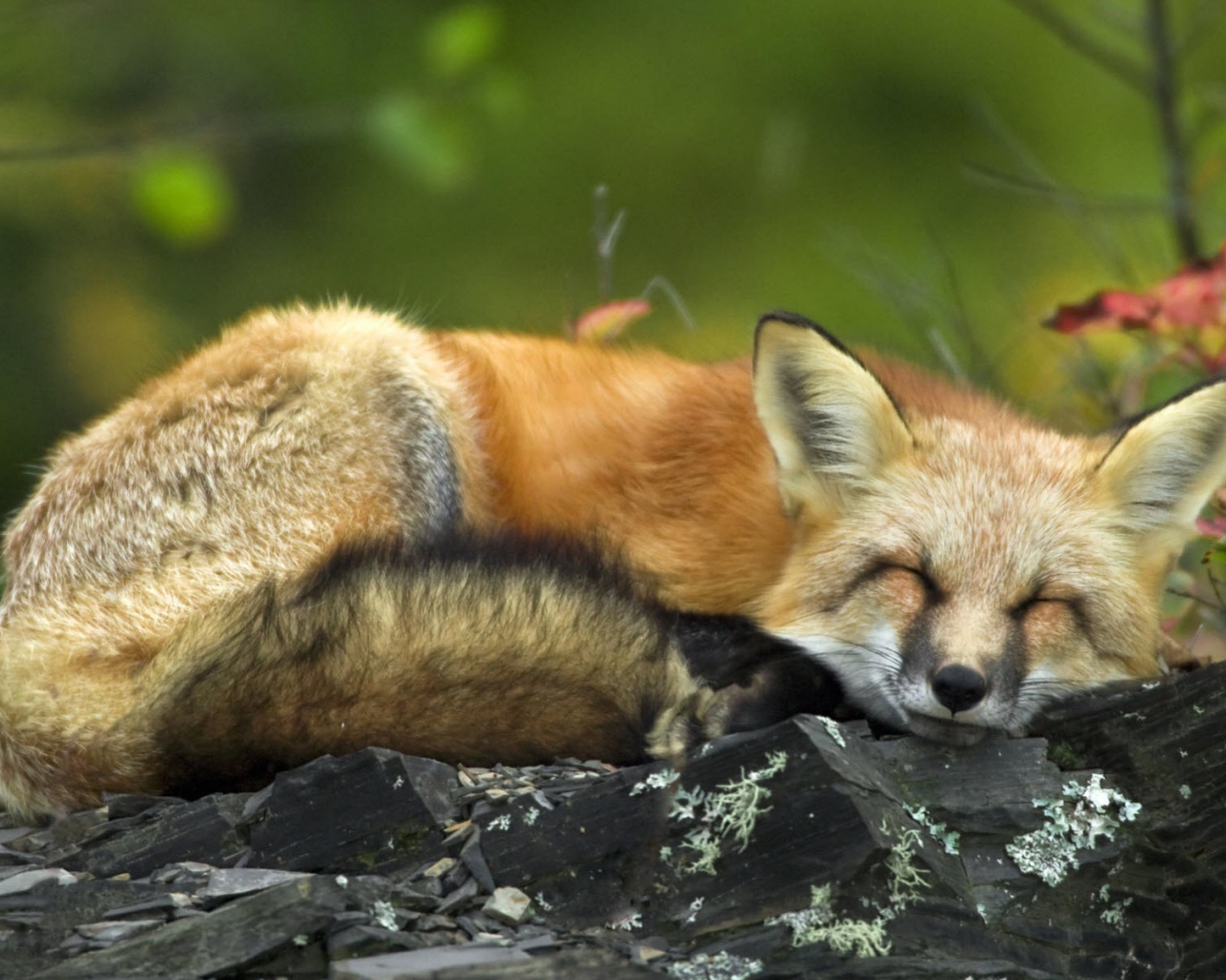 Спящая рыжая лиса