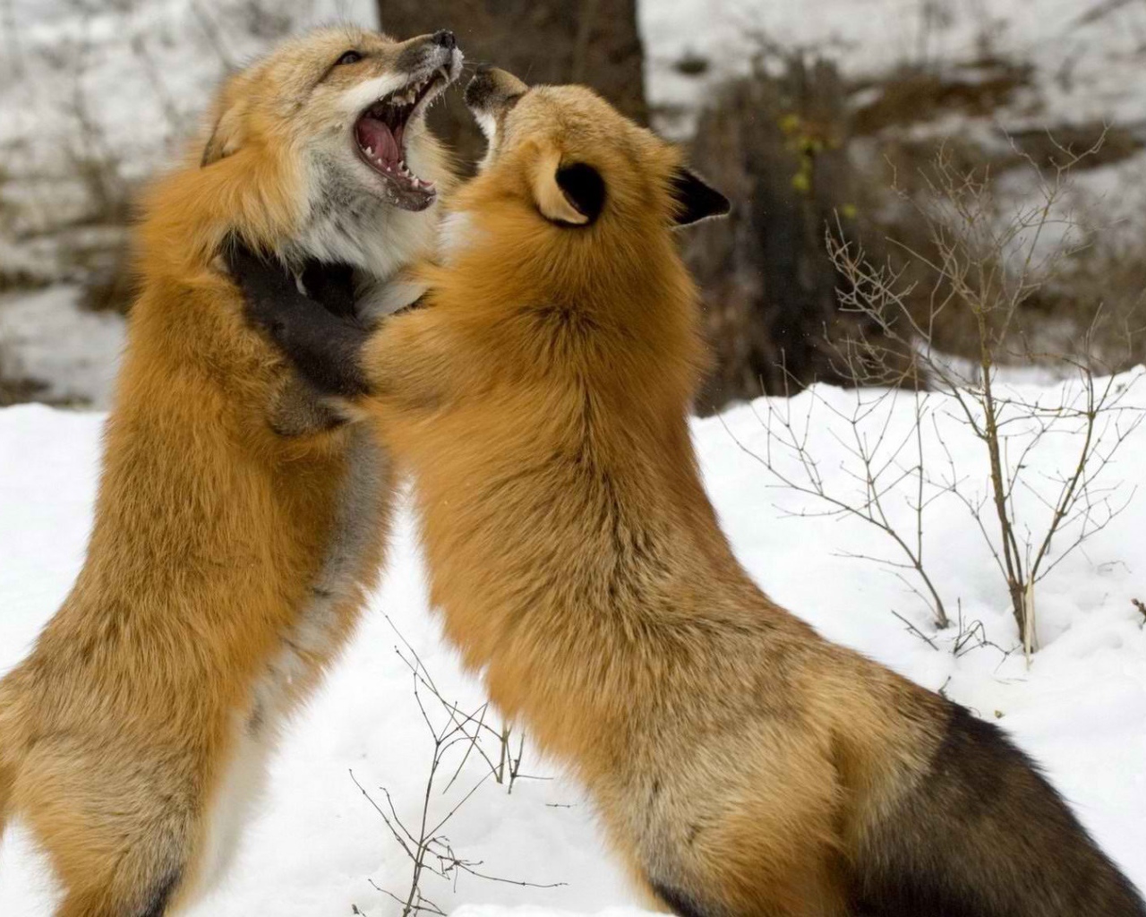 Борьба лисиц на снегу