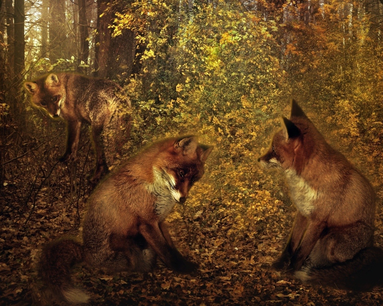 Третий лишний у лисиц