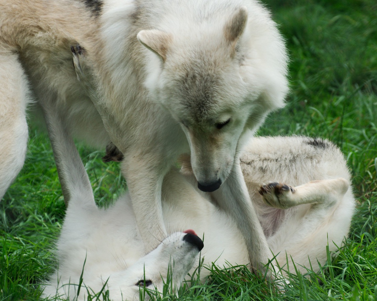 Wolves play on grass