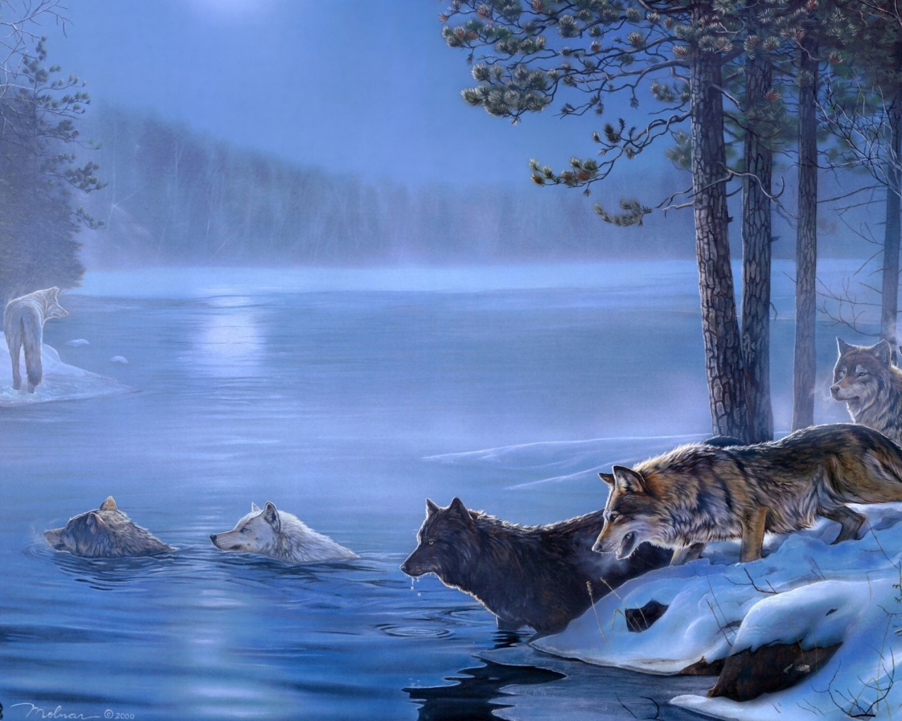 Волки переплывают реку