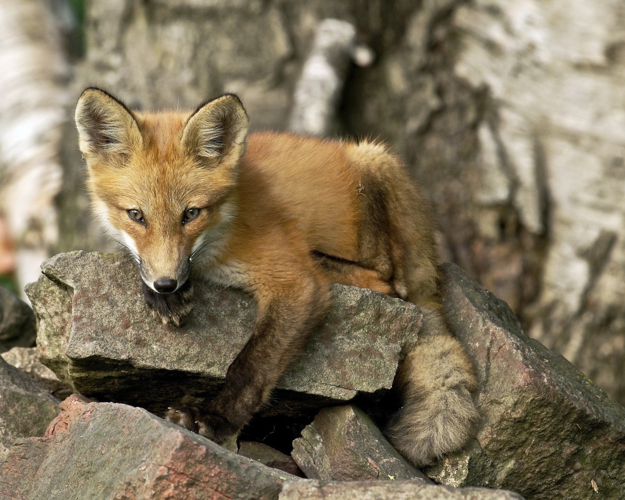 Лиса лежит на камне