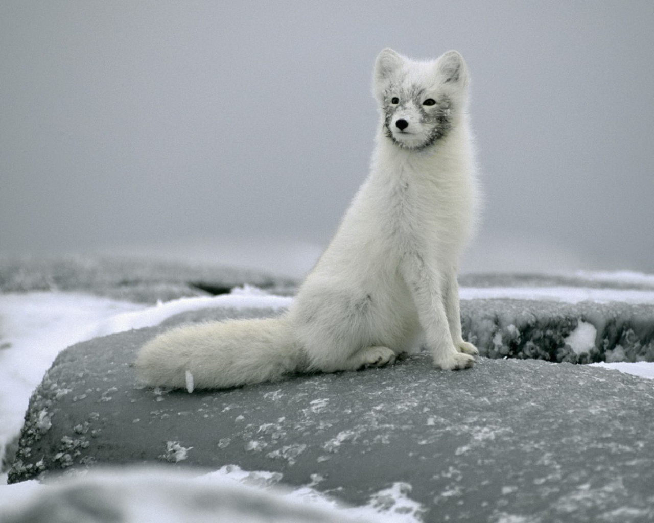 Песец сидит на камне