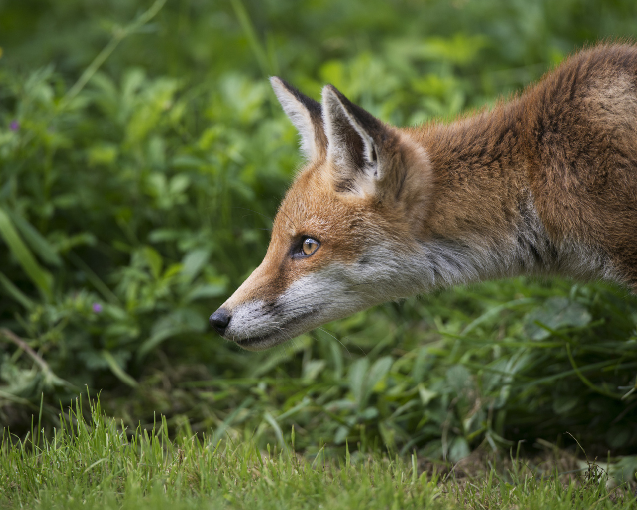 Рыжий лисенок