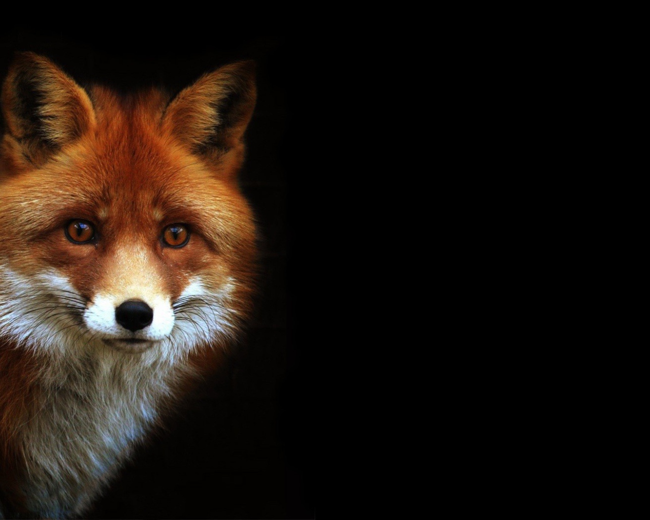 Рыжая лиса на черном фоне