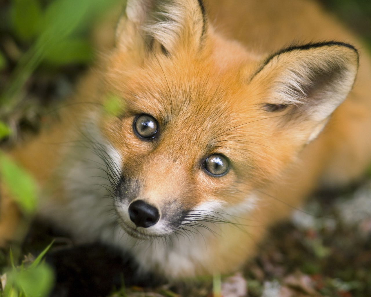 Рыжая хитрая лиса