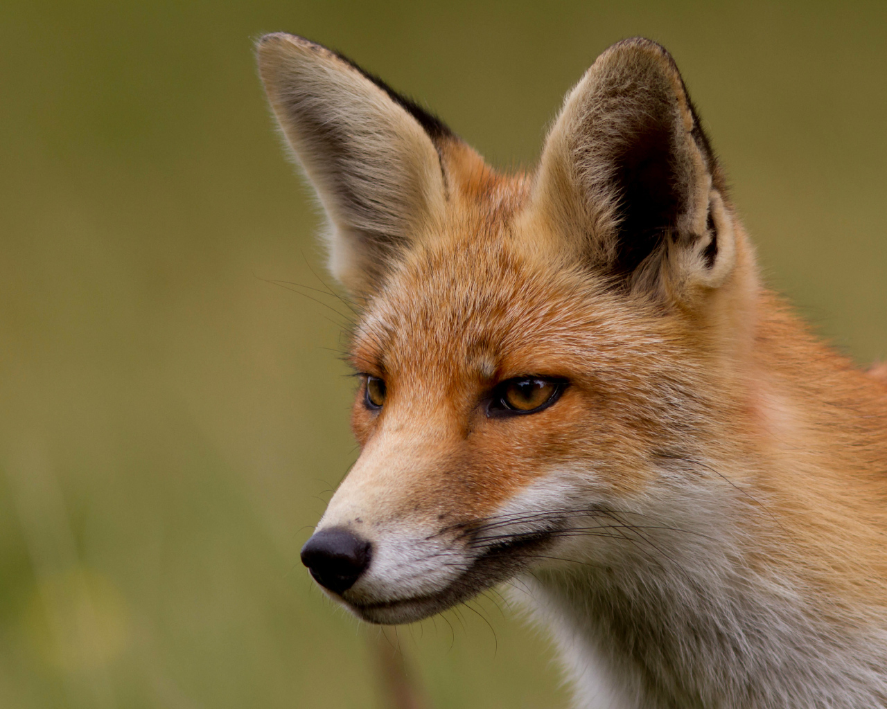 Хитрая рыжая лиса