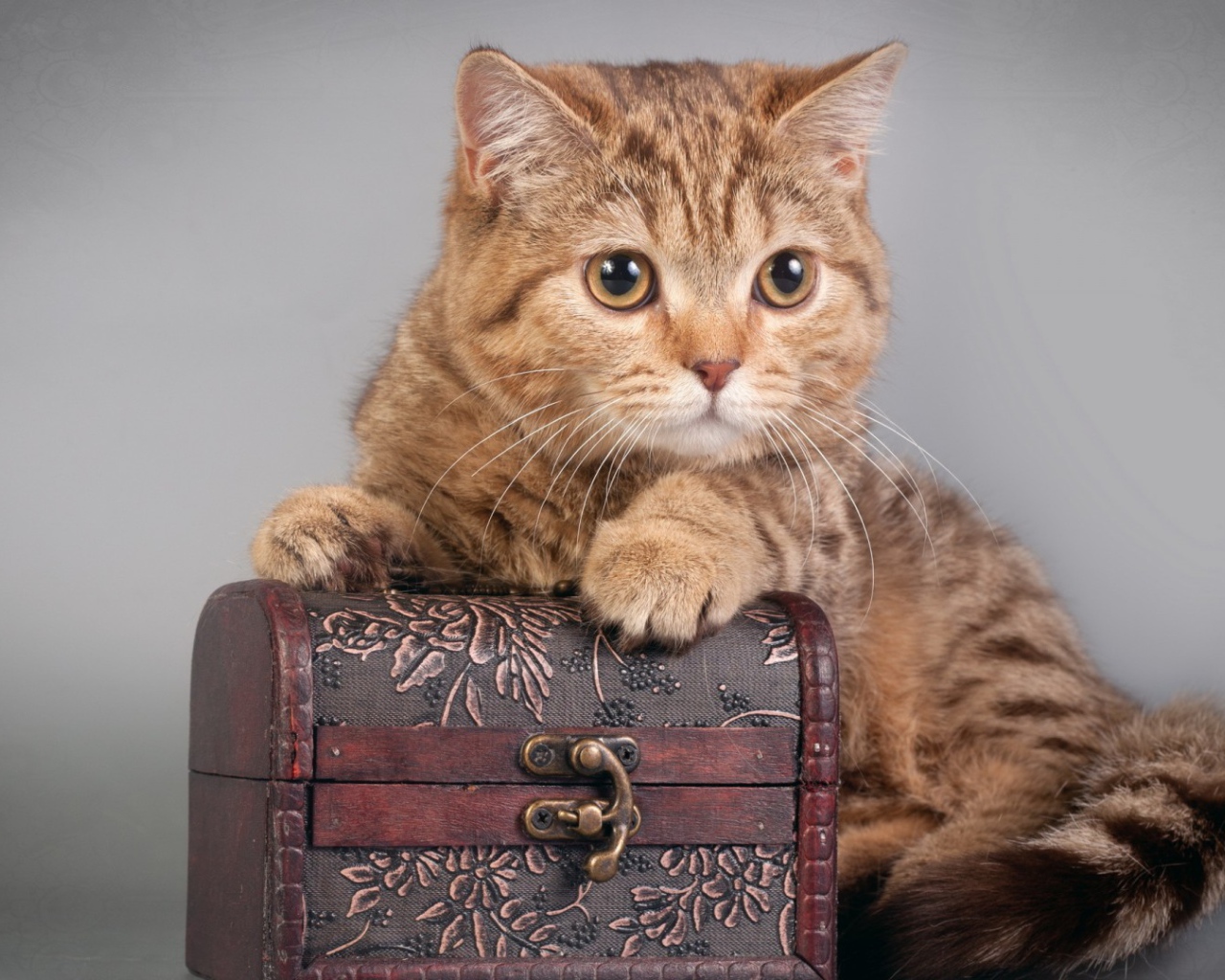 Шкатулка и котёнок