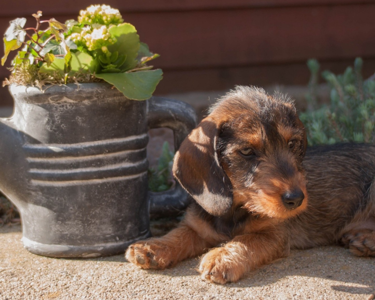 Щенок около лейки