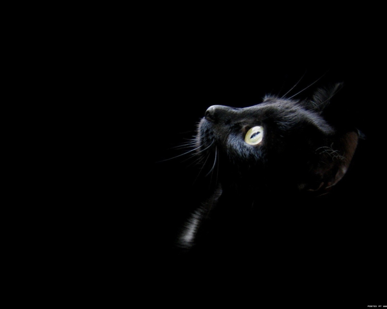 Amusing kitten on a black background