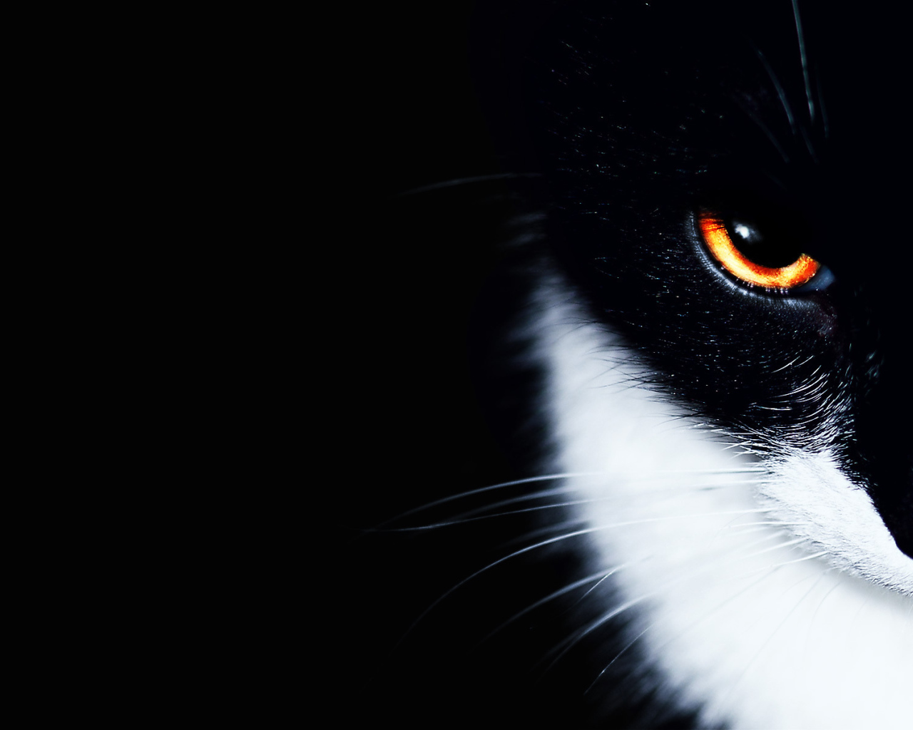 Белогрудый кот на черном фоне