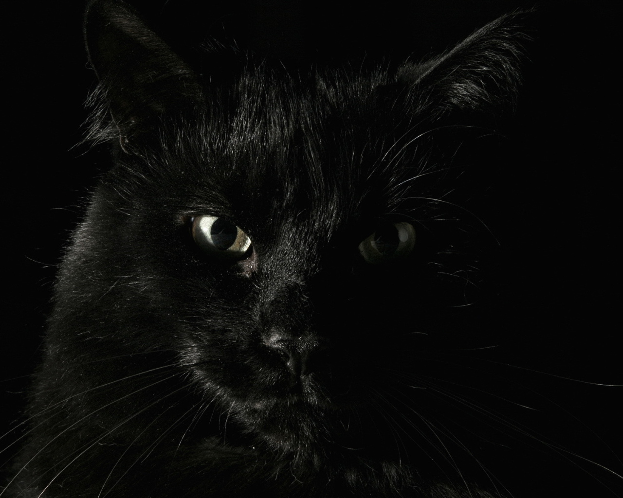 Черный кот на черном фоне
