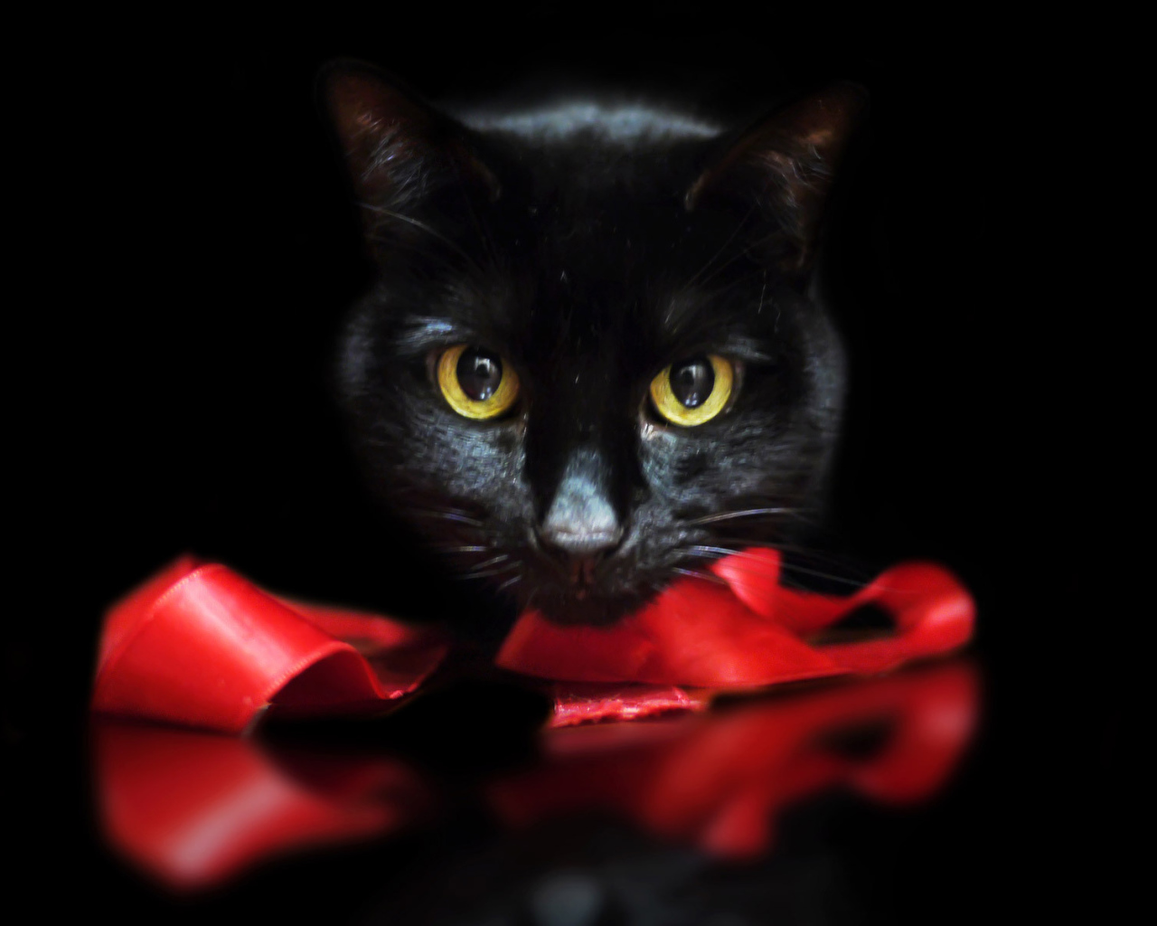 Черный кот с лентой на черном фоне