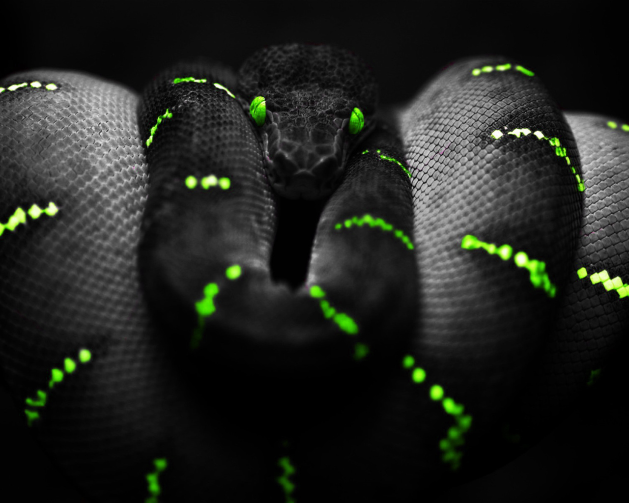 Черный питон на обоях