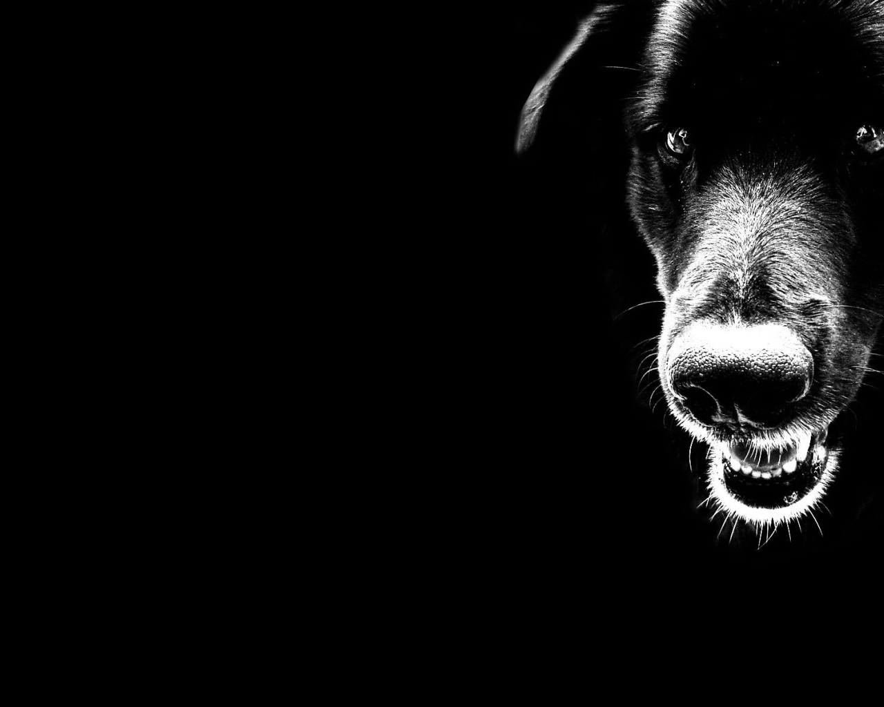 Черные обои с собакой