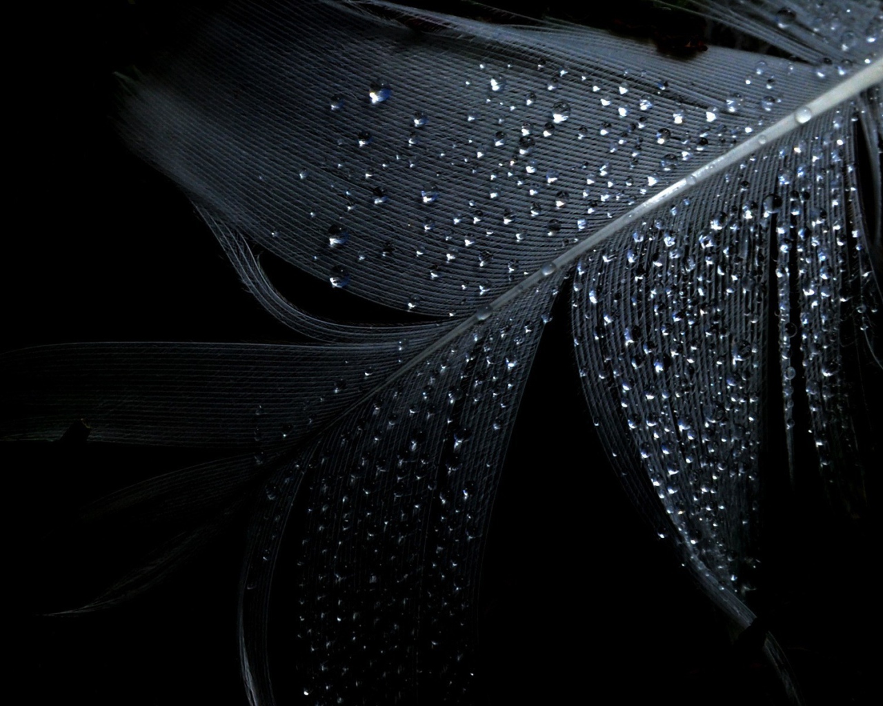 Черные обои и влажное перо