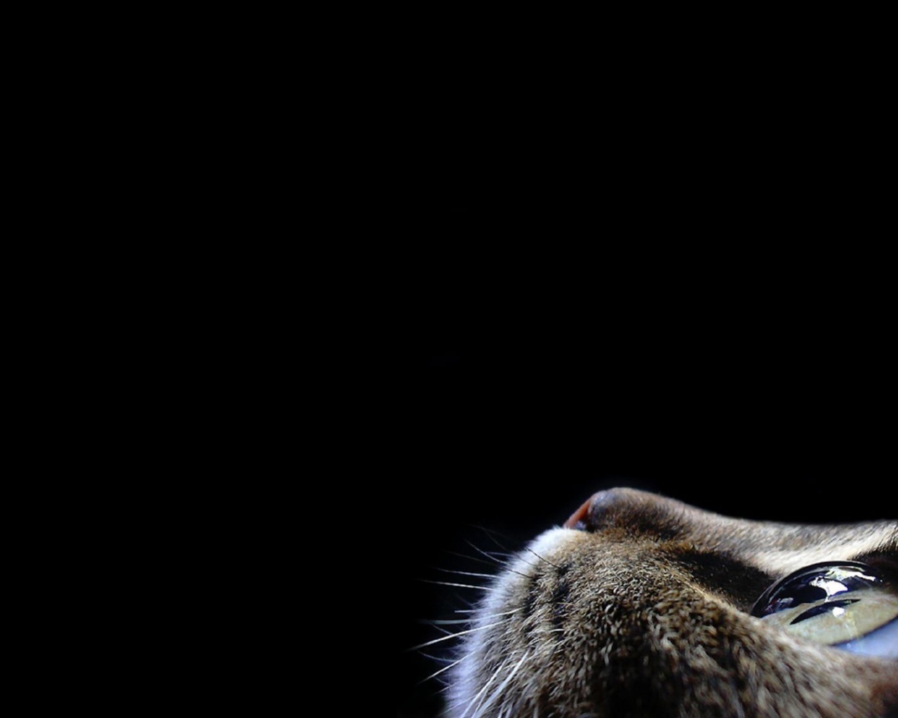 Кот смотрит вверх на черном фоне