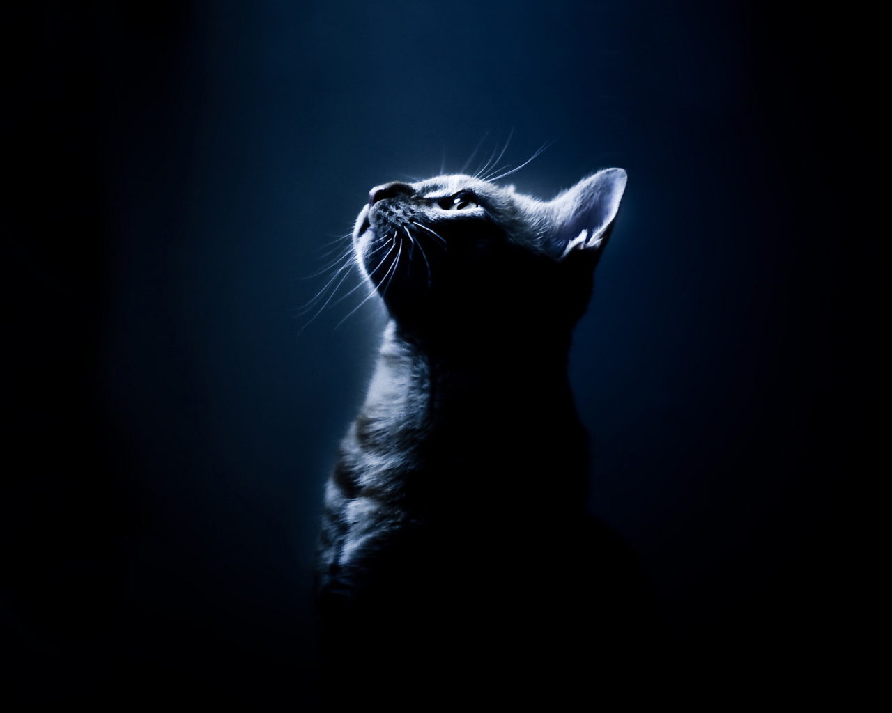 Кот на черном фоне